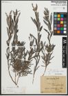 Foto von Salix repens subsp. rosmarinifolia (L.) Andersson